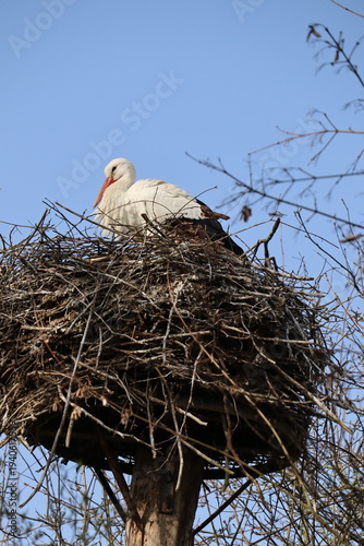 Storch im Horst