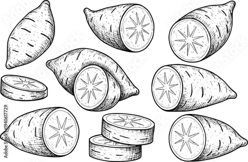 Hand Drawn Sweet Potatoes Whole and Sliced Isolated White Background root vegetable