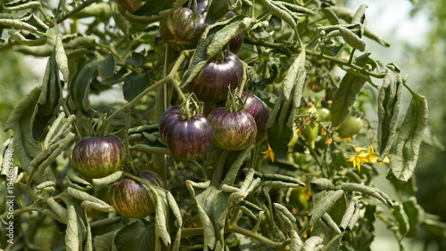 Obraz na plátně Rebel Starfighter tomato plants with clusters of green, anthocyanin-coated fruit in a greenhouse