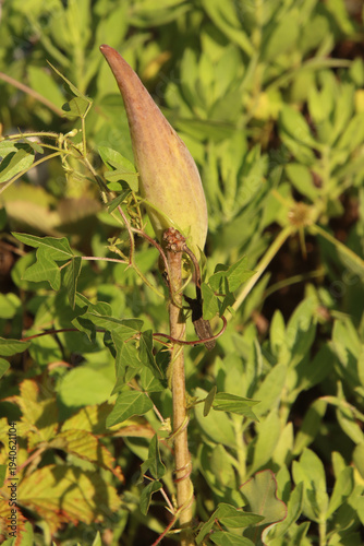Milk Weed Pod