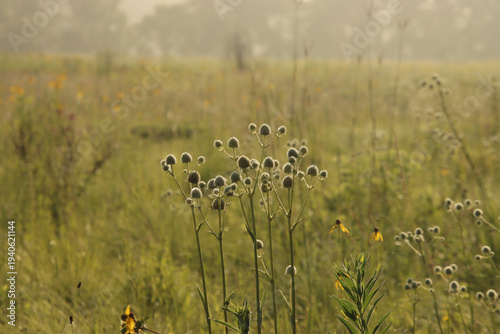 wild flowers in the field