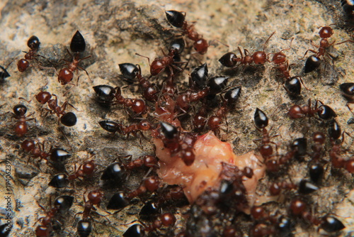 Black carpenter ant macro photo	