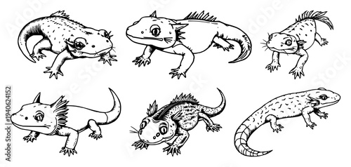 Axolotl set with detailed woodcut style illustration featuring rare amphibian, black ink, vintage style with white background and intricate lines