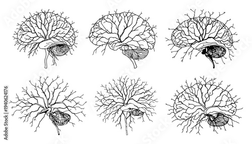 Neural network set with intricate human neural network featuring elegant line art, neurology, white background with sophistication and precision