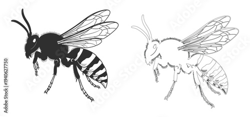 Black and white illustration of two bees in different shading techniques