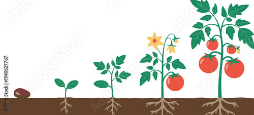 Tomato Plant Growth Stages from Seed to Ripe Fruit Gardening Process Botanical Life Cycle Flat Vector Illustration