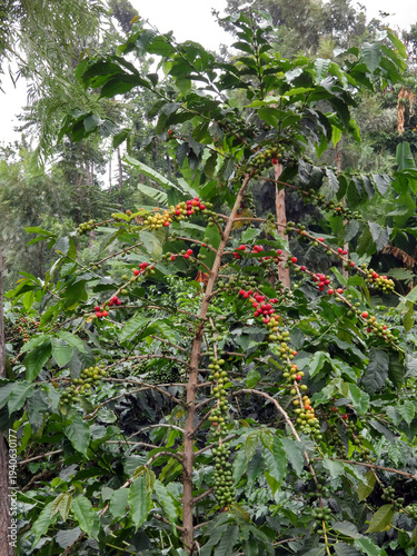 Rwanda, safari et randonnée au cœur de l'Afrique.
Visite d'une ferme locale de café (de la culture au tri des grains de café)