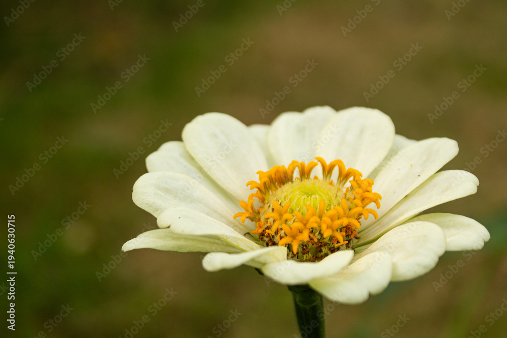 Obraz premium Close up of a white daisy flower with yellow center in natural garden background with soft bokeh and shallow depth of field