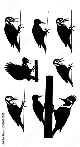 Woodpecker bird silhouette collection, set of 8 black avian vector icons, forest wildlife pecking on tree trunks, nature conservation graphics