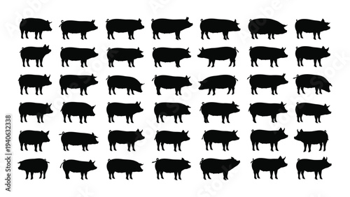 A group of cows standing in rows