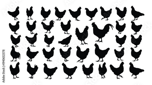 A group of black chickens standing together