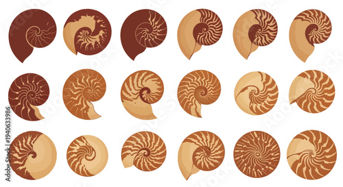 Set of 18 Nautilus Shell Cross-Section Vector Illustrations with Fibonacci Spiral and Golden Ratio Design in Brown and Beige Tones