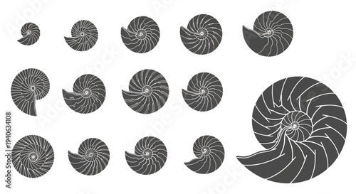 Set of 12 Fibonacci spiral vector illustrations, showcasing the golden ratio in nautilus shell shapes, ideal for science, nature, or design projects