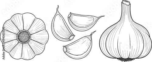 Garlic bulb and clove illustration, botanical vegetable drawing, culinary herb sketch, natural food artwork, black and white line art design