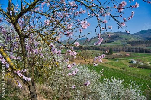 Mandelblüte im Kaiserstuhl bei Oberrotweil