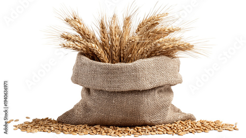 A burlap sack filled with wheat grains and stalks isolated on transparent background