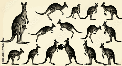 Vintage Engraving Style Kangaroo Vector Set with 13 Detailed Illustrations of Australian Marsupials in Various Poses, Ideal for Educational Content and Wildlife Designs