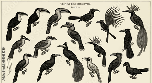 Vintage Engraved Tropical Bird Illustrations Vector Set with Toucans, Hornbills, and Exotic Species for Nature-Themed Designs and Educational Resources
