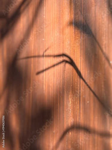A shadow of a tree branch is cast on a wooden surface