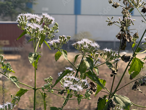 A bunch of flowers are growing in a field next to a building