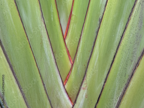 A leafy green plant with a red stripe running down the middle