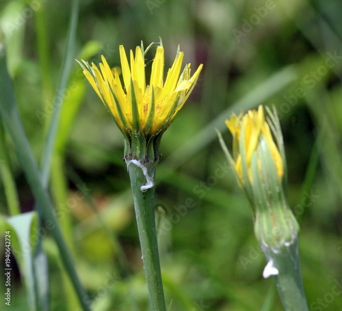 Tragopogon dubius grows in nature in summer