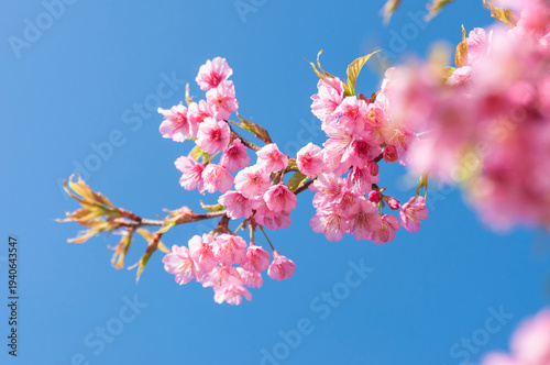 Pink blossoms on the branch with blue sky during spring blooming Branch with pink sakura blossoms and blue sky background. Blooming cherry tree branches against a cloudy blue sky