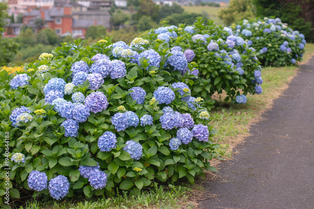 Obraz premium Row of bigleaf hydrangea bushes with blue blooms and yellow buds along garden path. Hydrangea macrophylla
