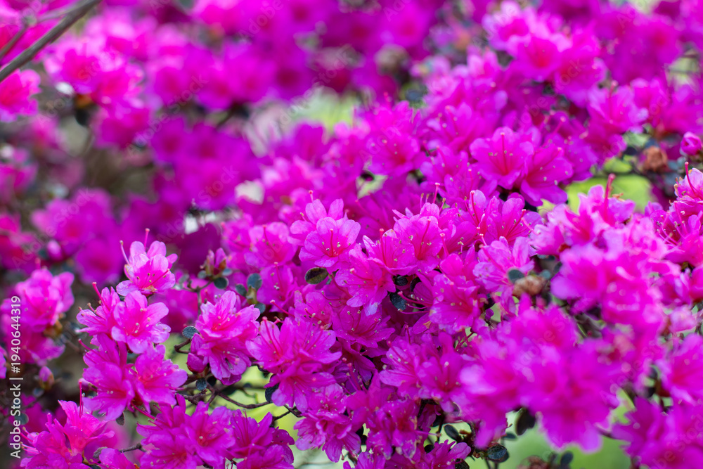 Fototapeta premium Bright pink japanese azalea bush covered with blossoms close up