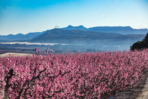 Pink peach trees in full bloom in the fruit orchards of Cieza, Region of Murcia, Spain