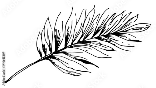Hand drawn sketch of a palm leaf symbol of peace and victory