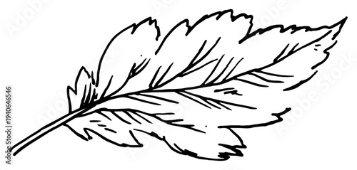 Hand drawn sketch of a single detailed leaf with veins in black and white