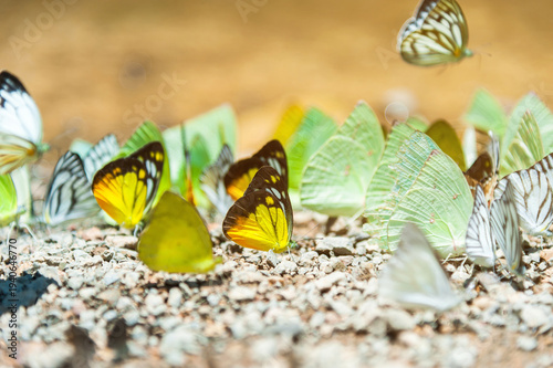 Group of butterflies puddling on the ground and flying in nature, ThailandButterflies swarm eats minerals in Ban Krang Camp, Kaeng Krachan National Park at ThailandMany butterfly species, diversity