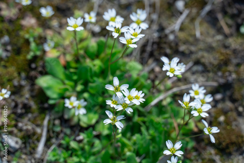 Foto Cold resistant white flower of draba verna in springtime