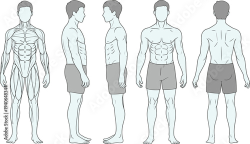 Human anatomy muscle illustration front back side view educational flat vectorHuman anatomy muscle illustration front back side view educational flat vector