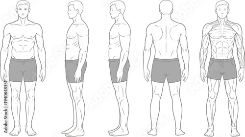 Male human body anatomy front side back muscle system medical illustration flat vector