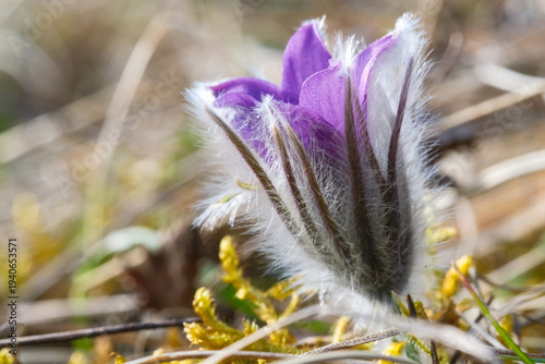 Bild auf Leinwand Pulsatilla vulgaris Kuh-Schelle Küchenschelle Habitus im Austriebim zeitigen Frü
