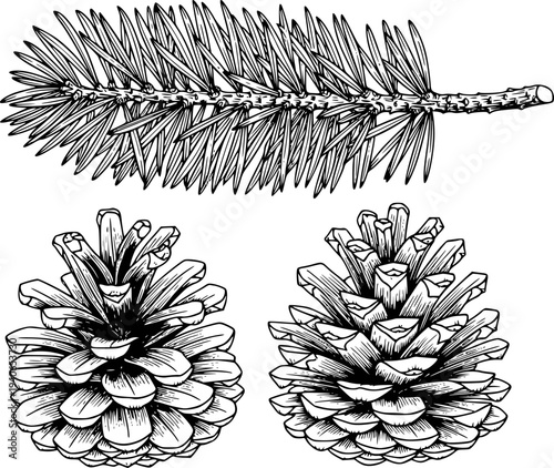 Detailed black and white line of a pine branch with needles and pine cones evergreen