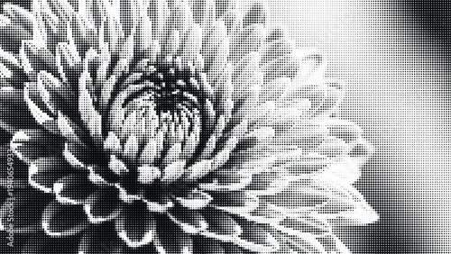 Close up of a dahlia flower petals rendered in halftone dots creating a delicate floral abstract pattern