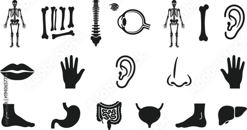 Human anatomy silhouette collection featuring skeleton spine eye organs hands feet and internal biological systems for medical education healthcare science and biological research