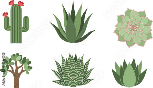 Cactus aloe and succulent plants collection flat botanical vector illustrations isolated on white background