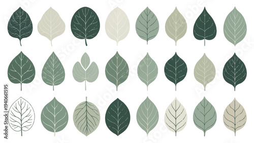 Collection of various green and beige leaves on white background