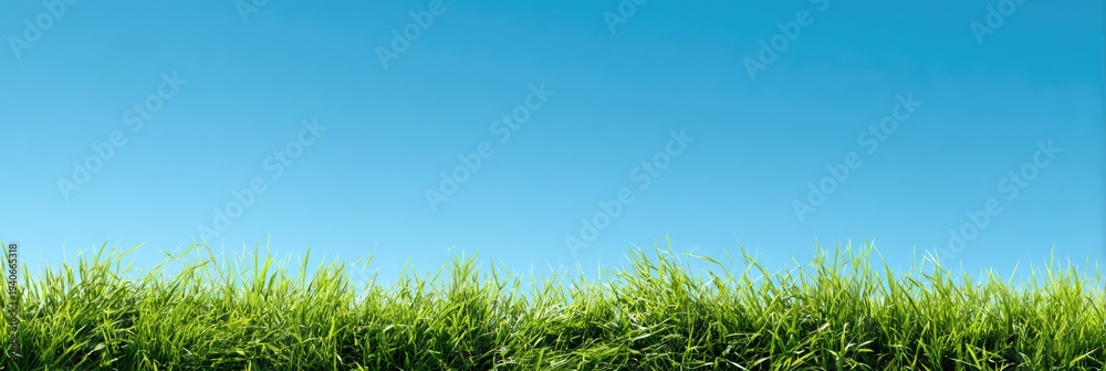Fototapeta premium Vibrant Green Grass and Clear Blue Sky Background.