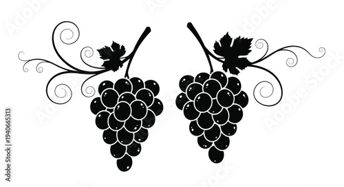 Two bunches of black grapes with swirling vines and leaves