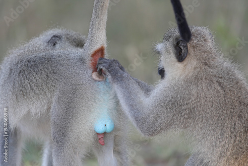 Vervet monkeys grooming each other in the late afternoon