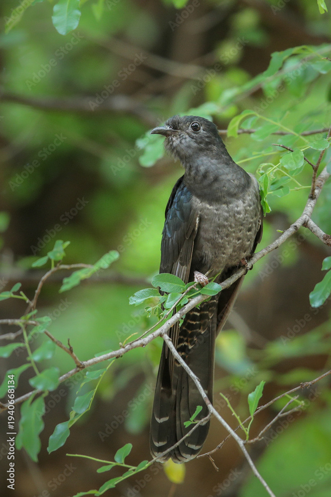 Fototapeta premium Black cuckoo perched in a leafy green tree, Pafuri area of the Kruger National Park