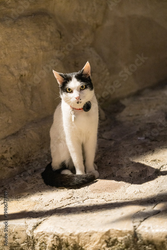white cat on the roof