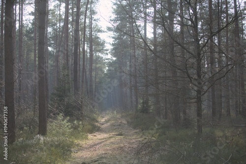 Foggy forest path in early spring