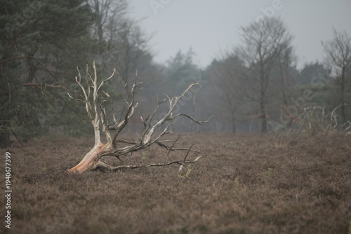 Fallen tree - decay as quality