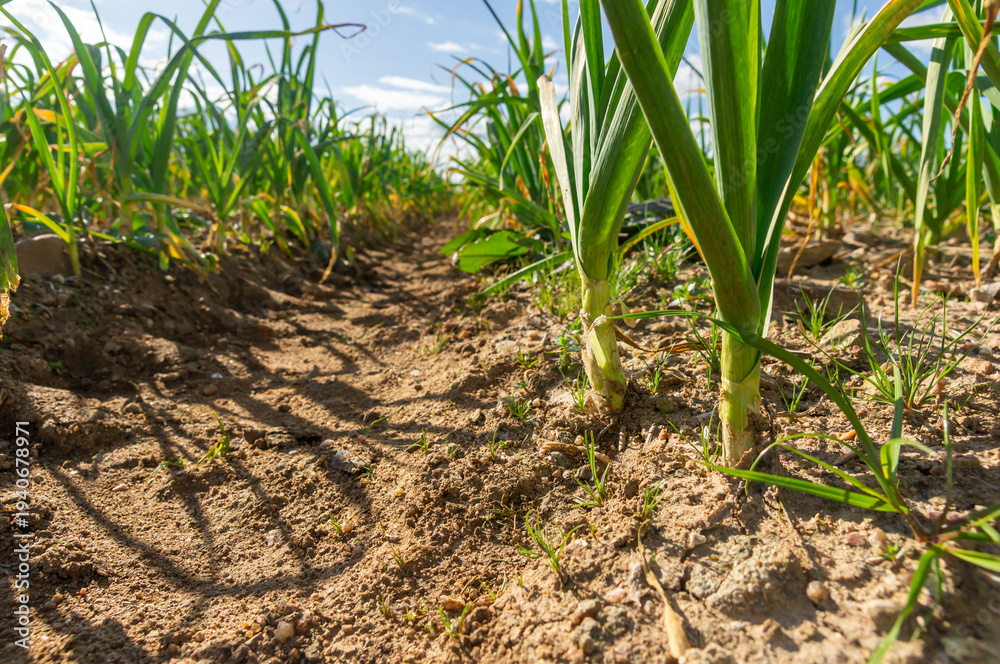 Fototapeta premium Low angle shot of garlic sprouts growing in dry soil, natural origin and plant strength concept.